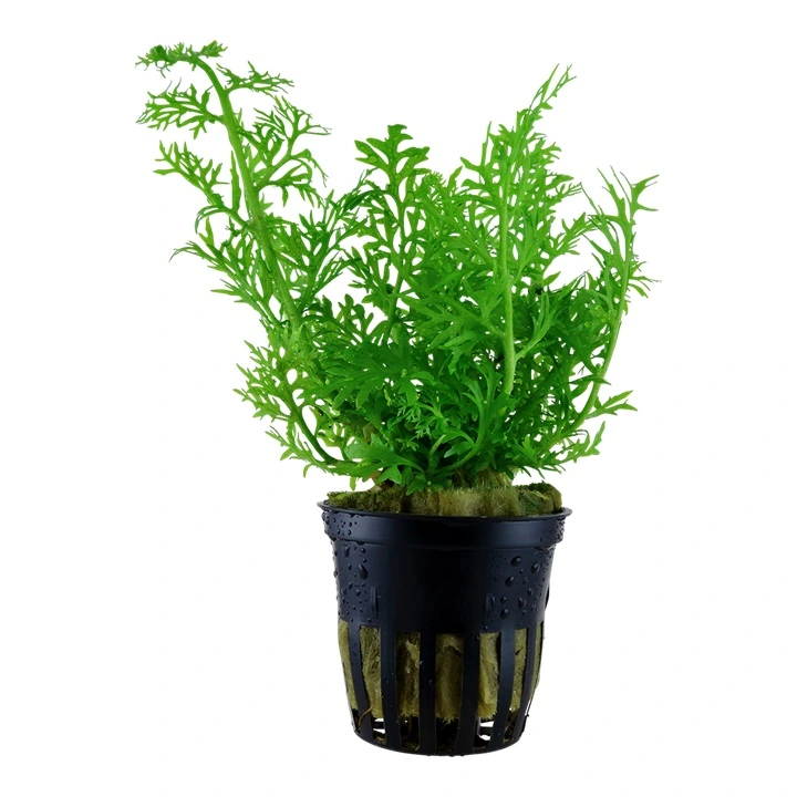 Tropica Akvarieplante i potte Ceratopteris thalictroides